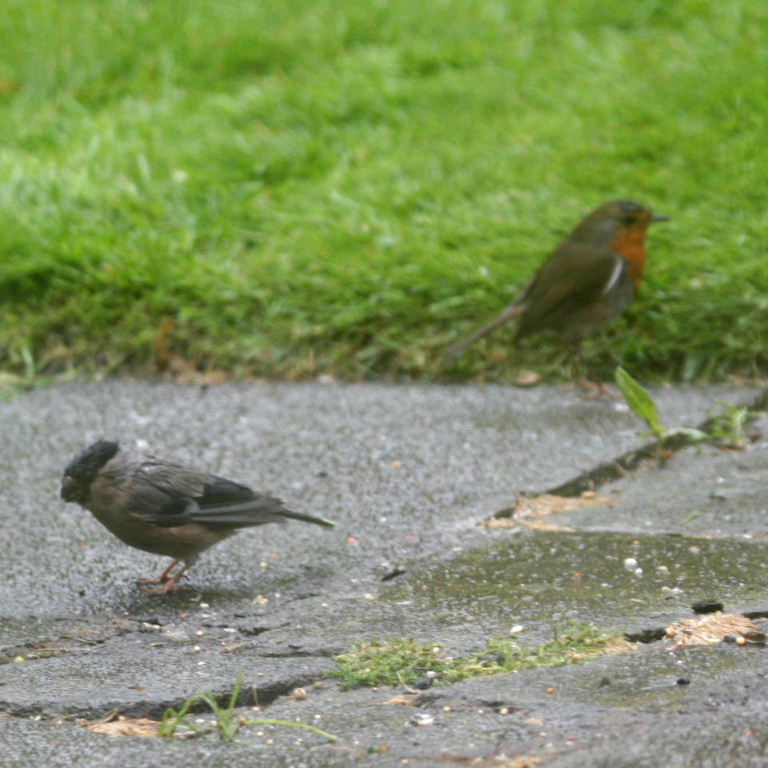 Bullfinch and Robin
