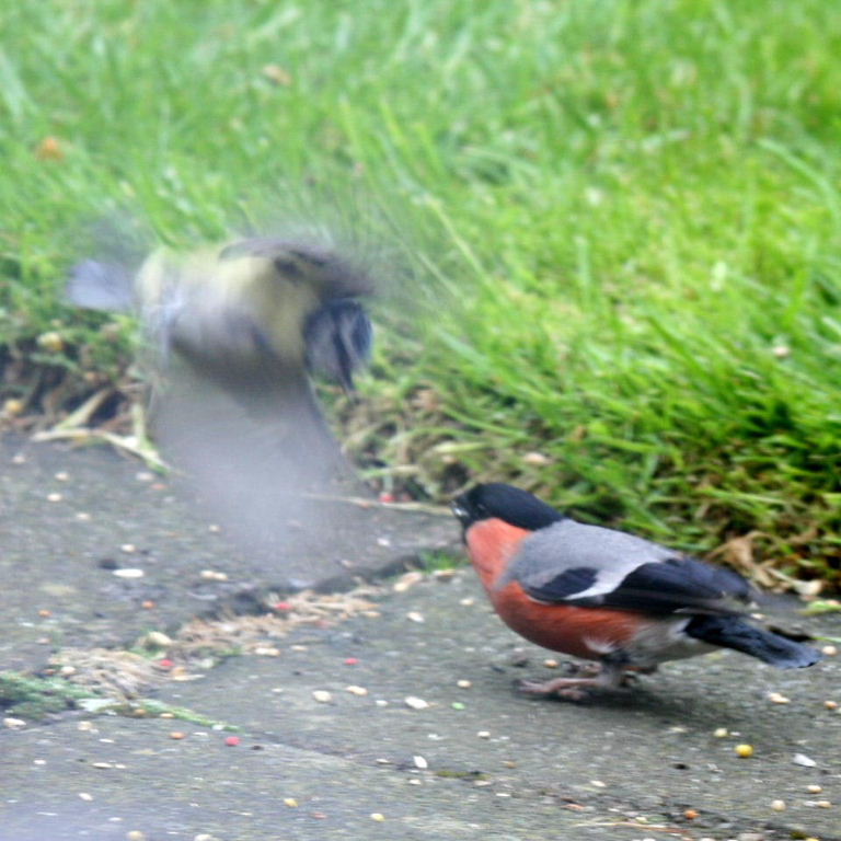 Bullfinch and Blue Tit
