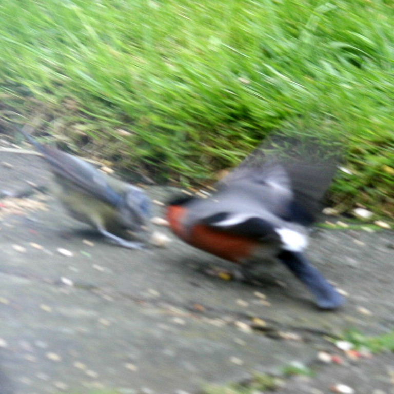 Bullfinch and Blue Tit