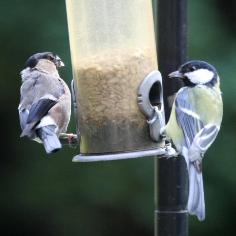 Bullfinch and Great Tit