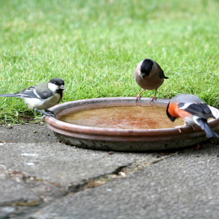 Bullfinch