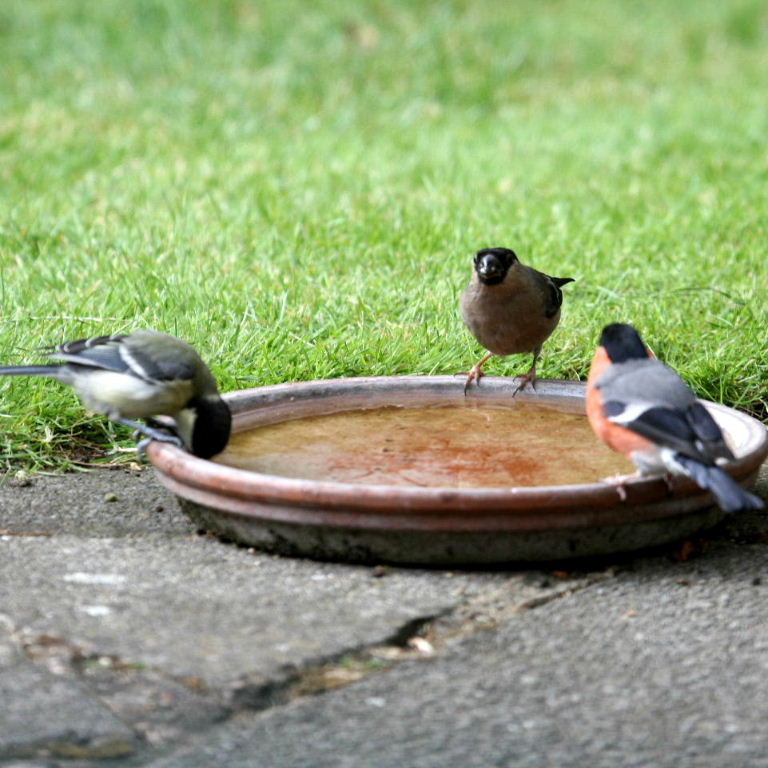 Bullfinch
