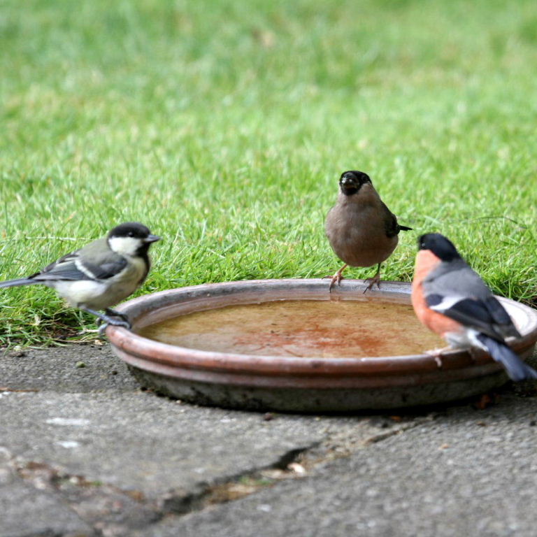 Bullfinch
