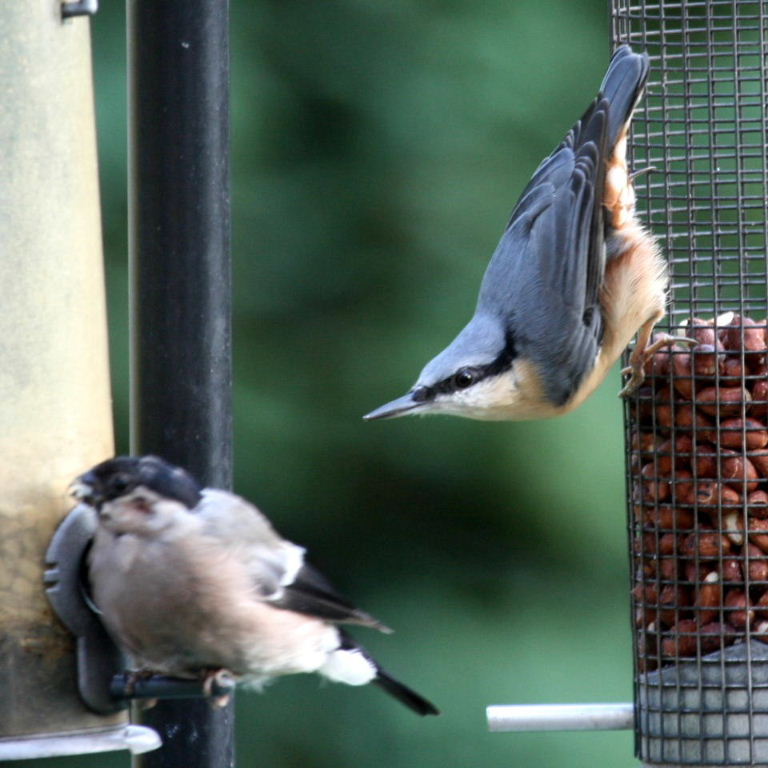 Female Bullfinch with Nuthatch