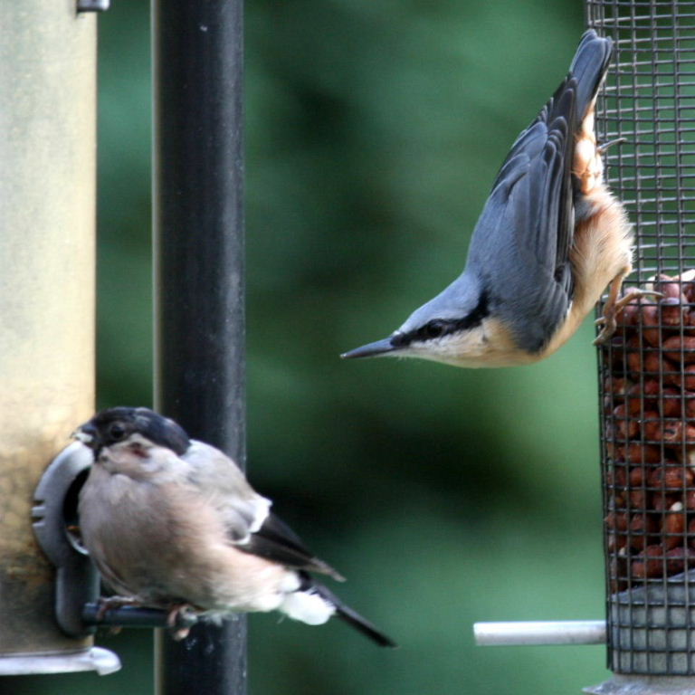 Female Bullfinch and Nuthatch