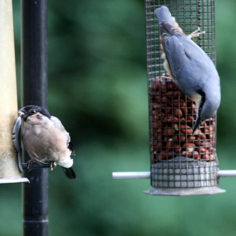 Bullfinch and Nuthatch
