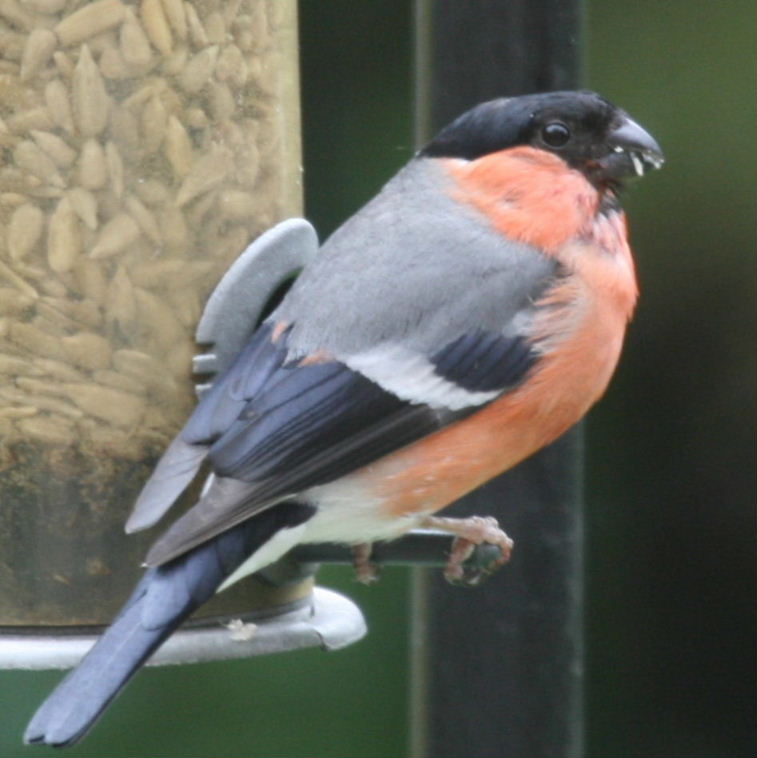Bullfinch
