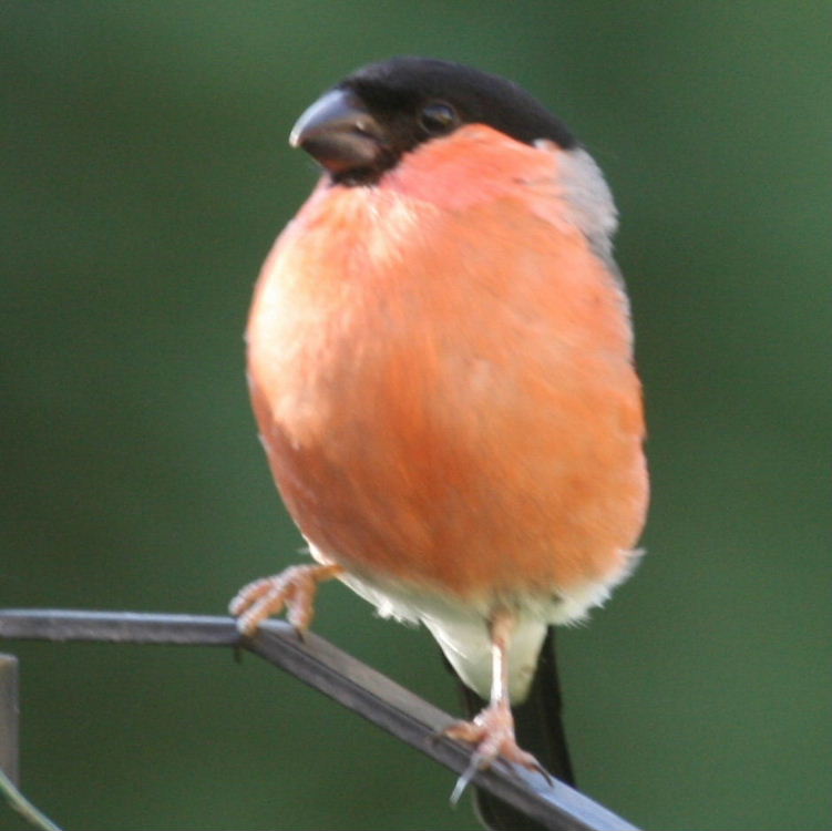 Bullfinch