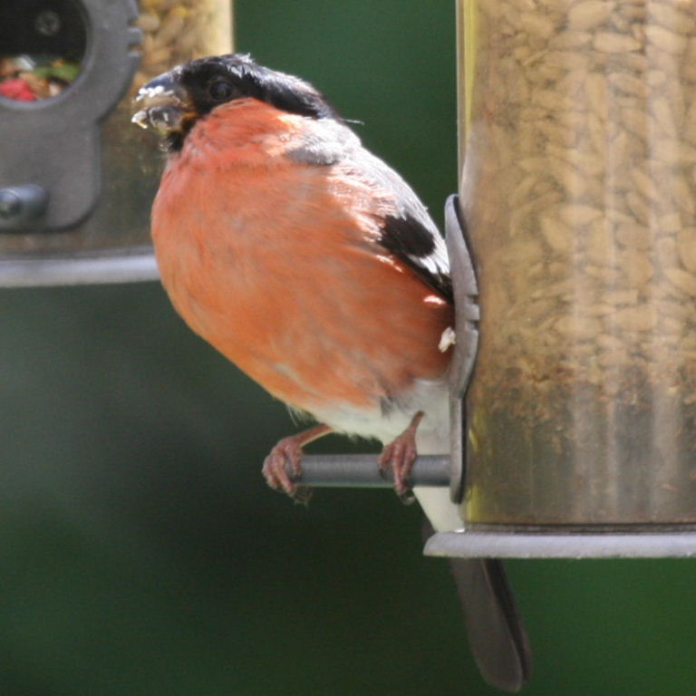 Bullfinch