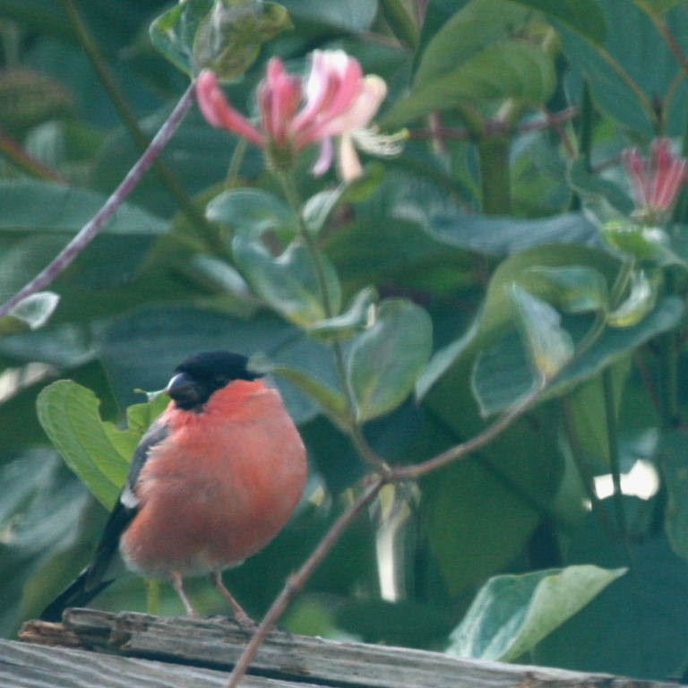 Bullfinch and honeysuckle
