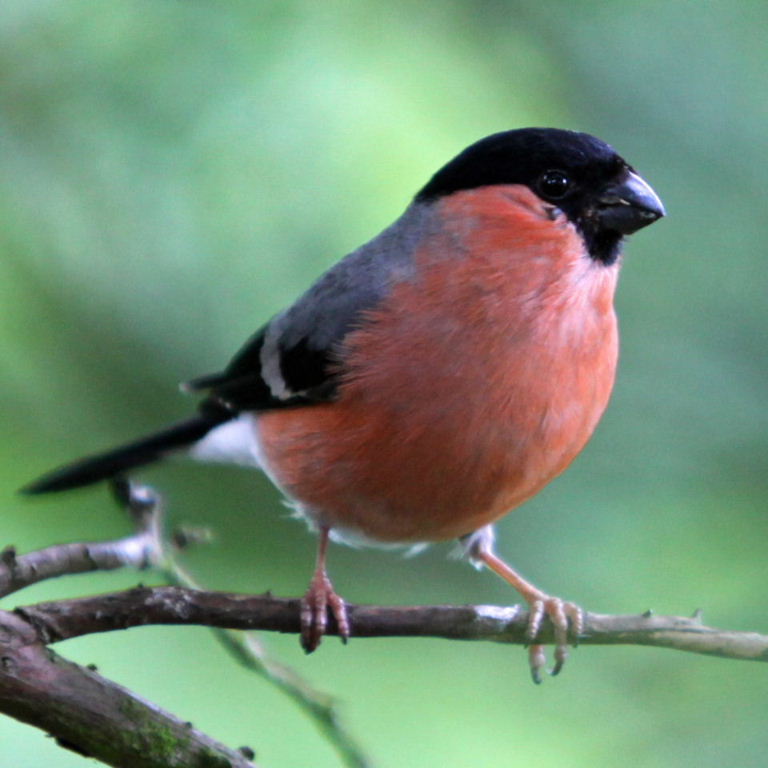Bullfinch