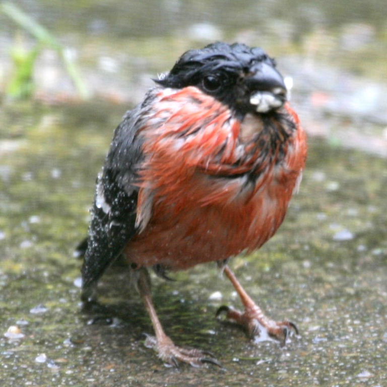 soaked Bullfinch