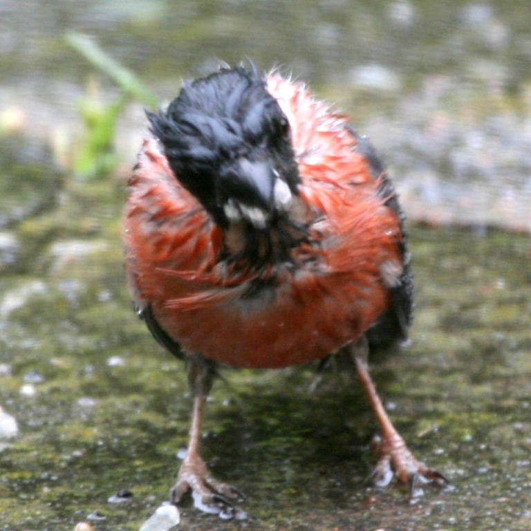 soaked Bullfinch
