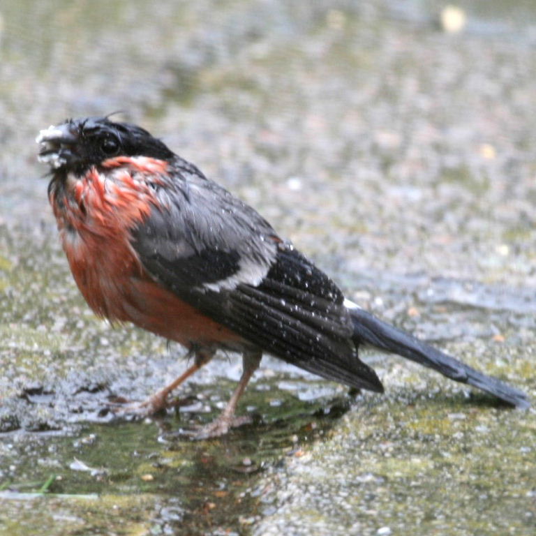 soaked Bullfinch