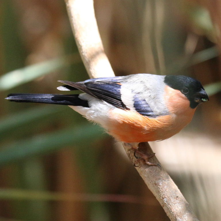 Bullfinch white rump