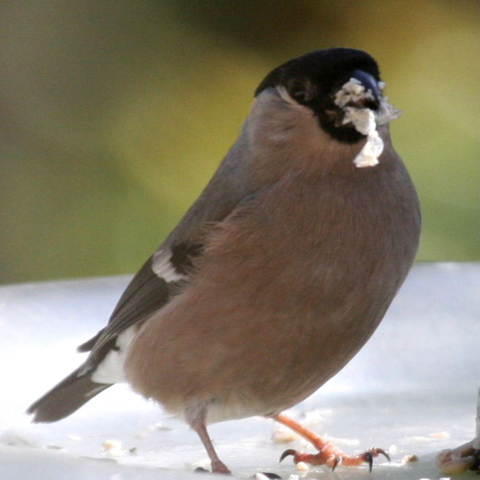 Female Bullfinch