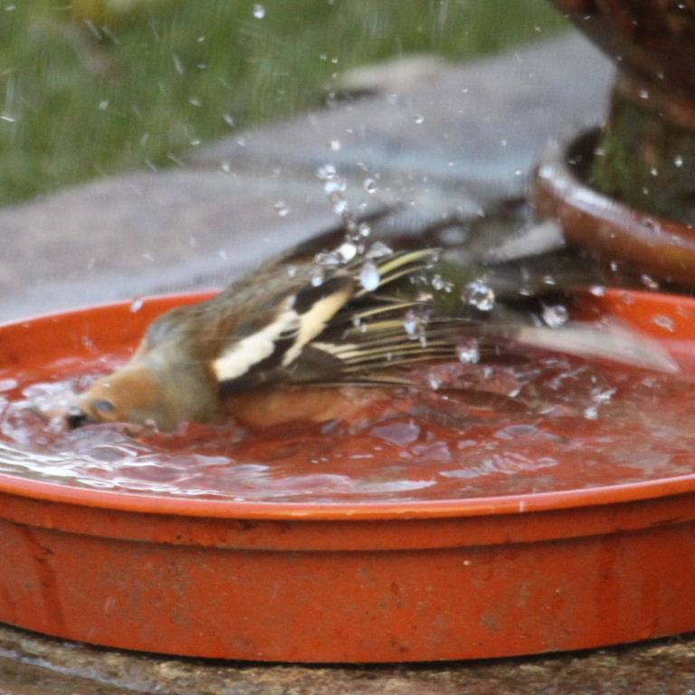 Chaffinch having bath