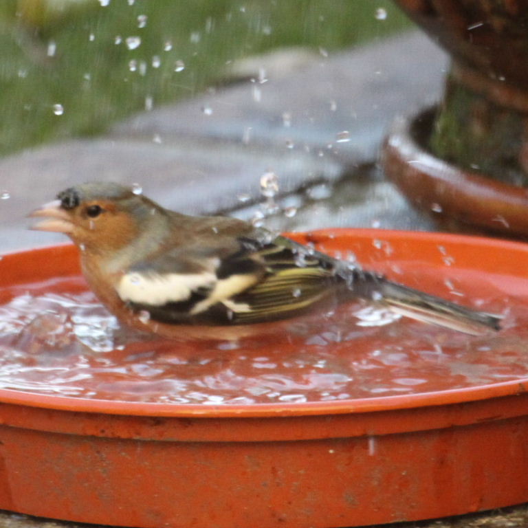 Chaffinch having bath