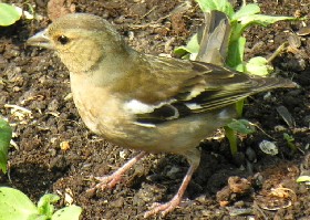 Female Chaffinch