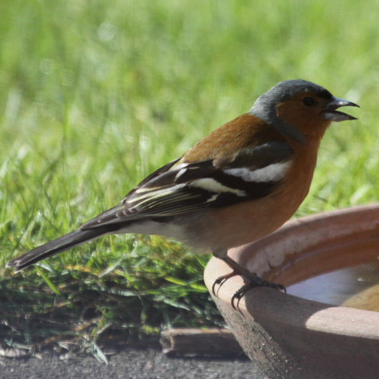 Chaffinch
