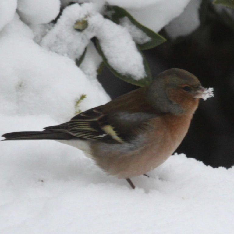 Chaffinch in snow