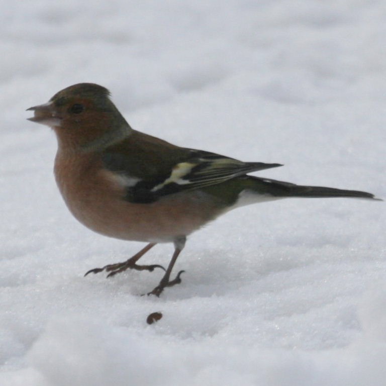 Chaffinch in snow