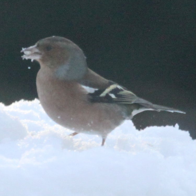 Chaffinch in snow