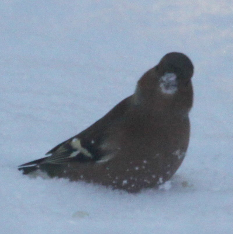 Chaffinch in snow