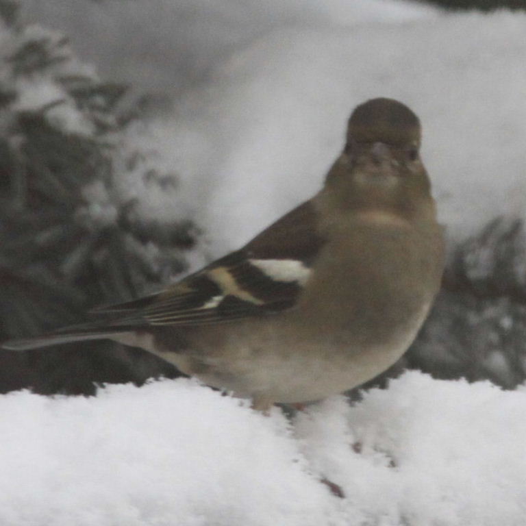 Chaffinch in snow