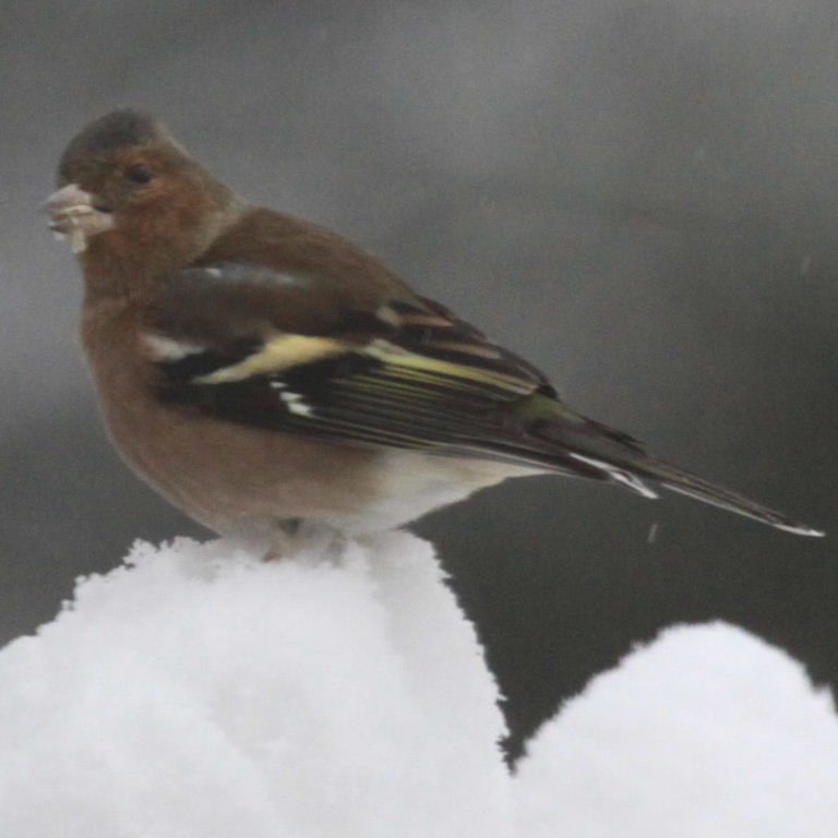 Chaffinch in snow