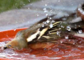 Chaffinch