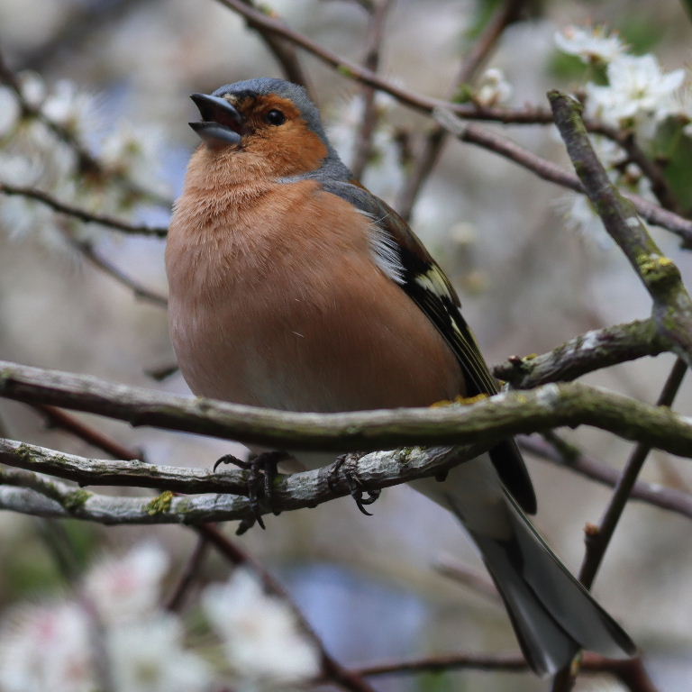 Chaffinch