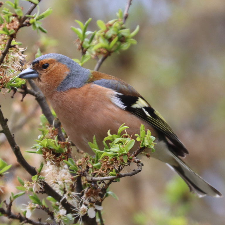 Chaffinch male