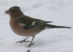 Chaffinch in snow