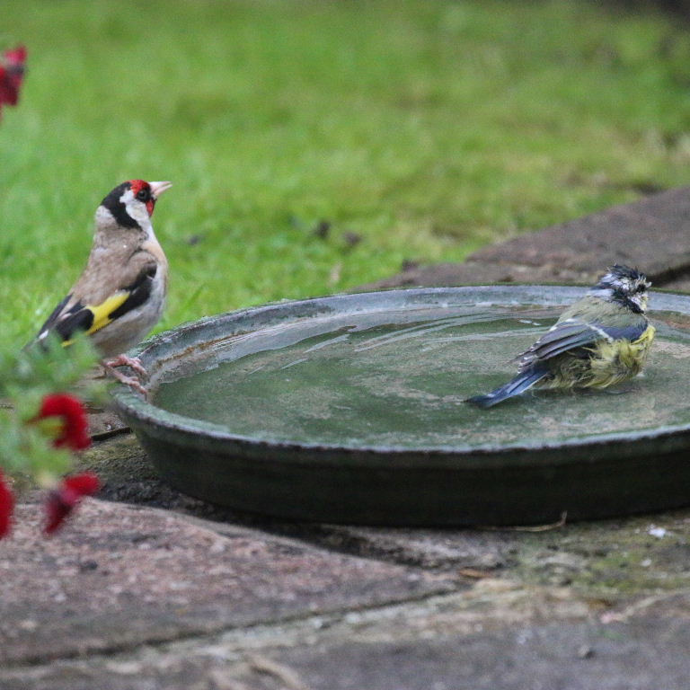 Goldfinch and Bluetit