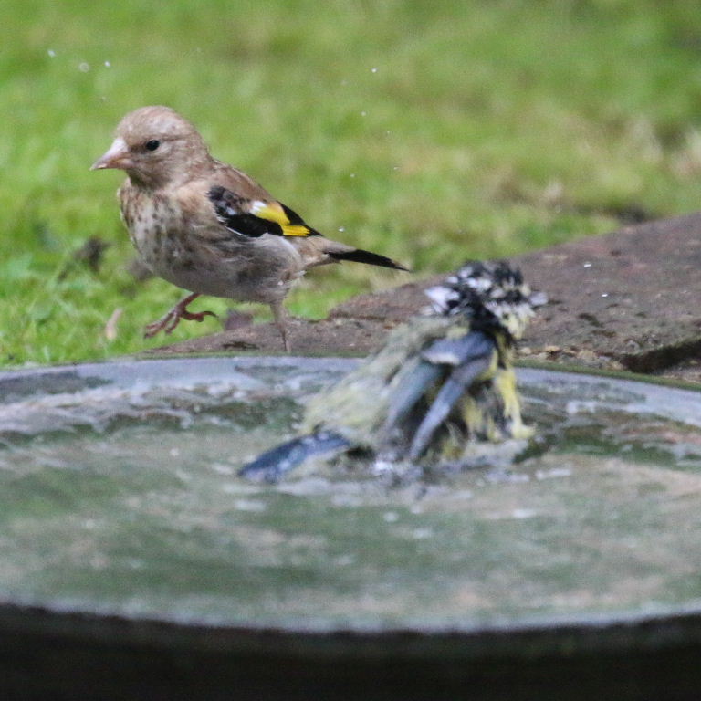 Goldfinch and Bluetit