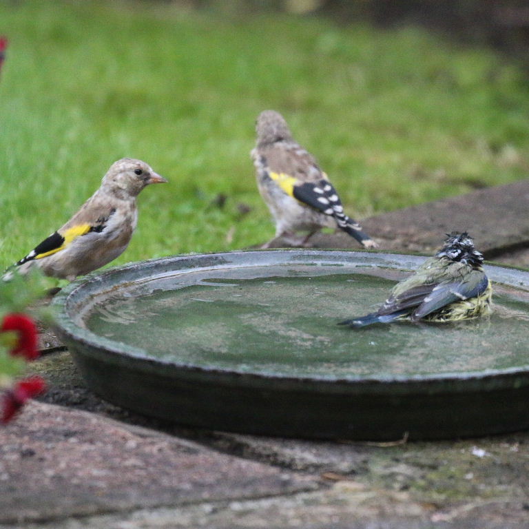 Goldfinch and Bluetit
