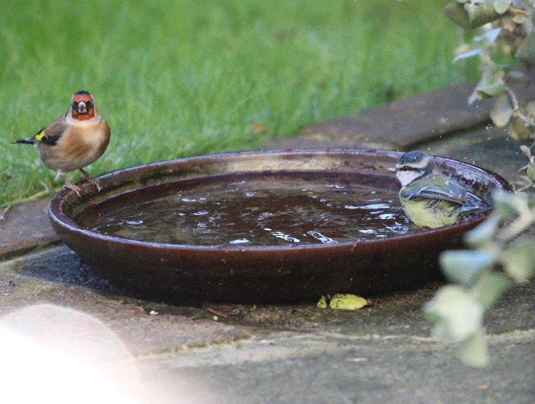 Goldfinch and Bluetit share birdbath