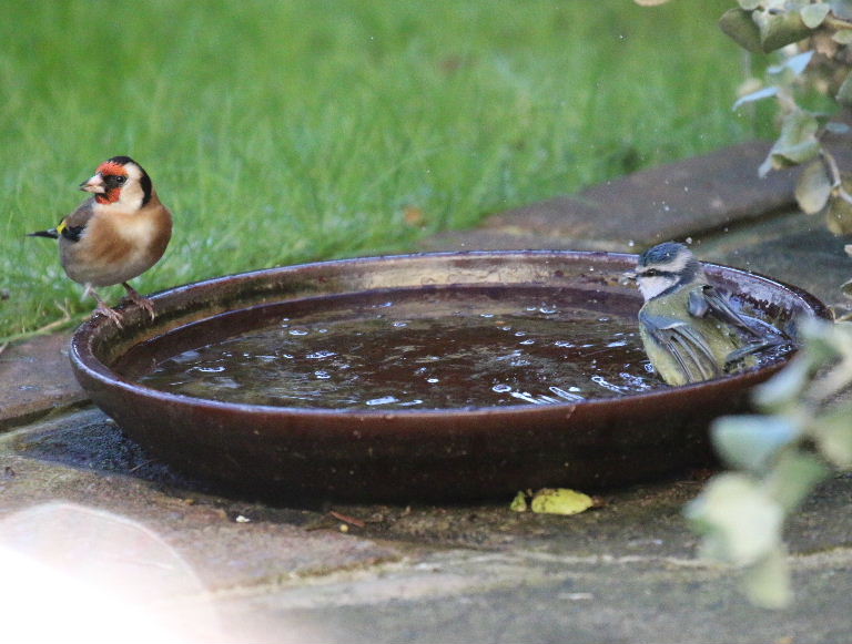Goldfinch and Bluetit