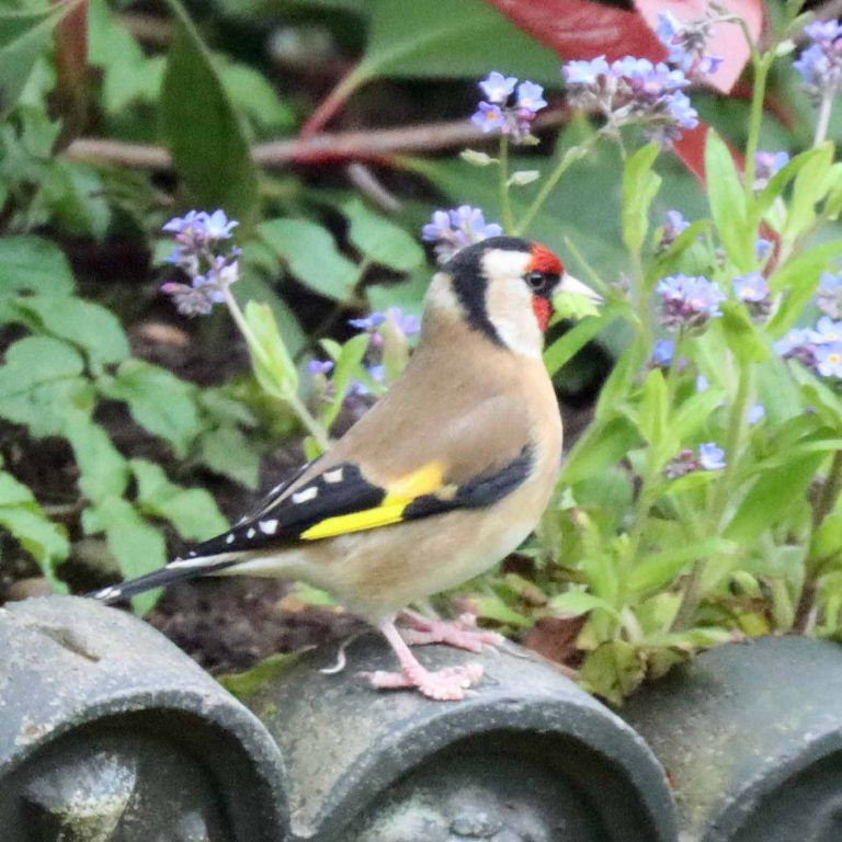 Goldfinch decimating leaves of forget-me-not