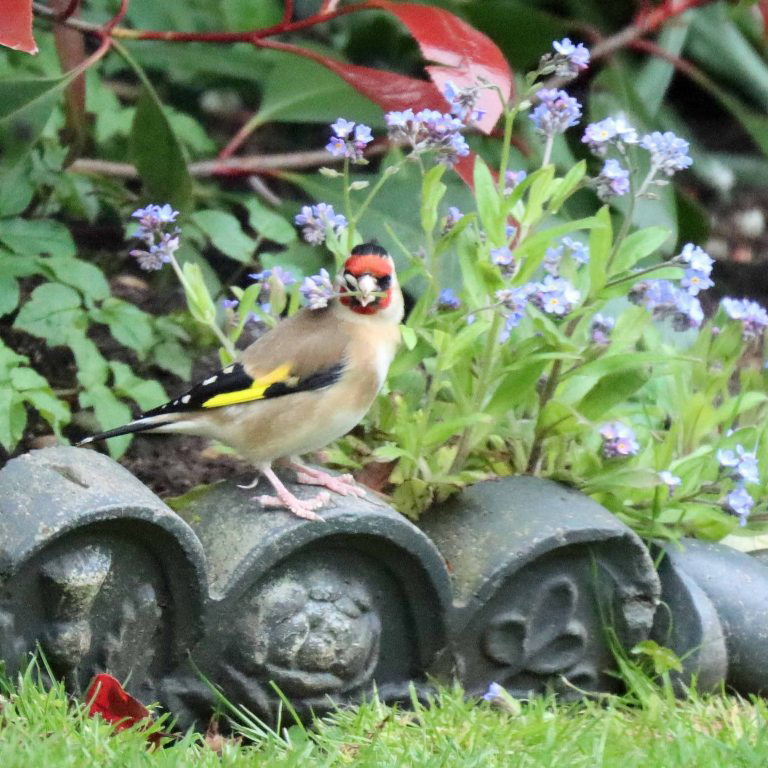 Goldfinch with forget-me-not flower