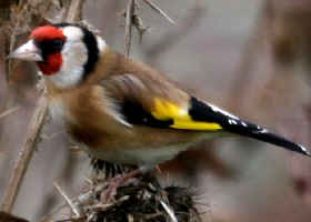 Goldfinch