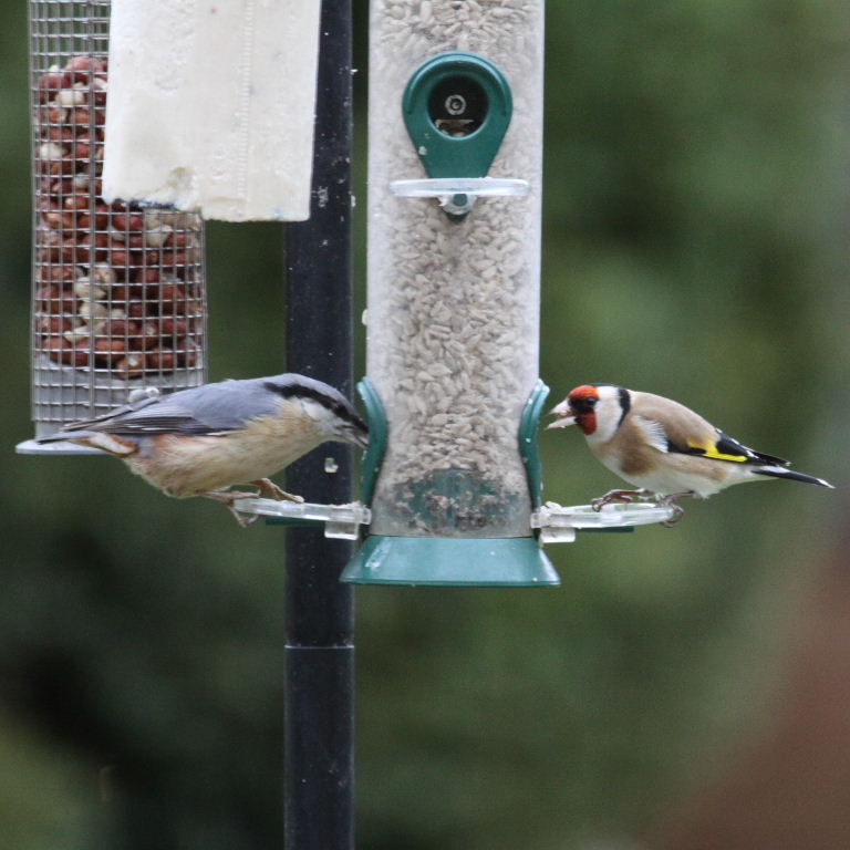 Goldfinch and Nuthatch