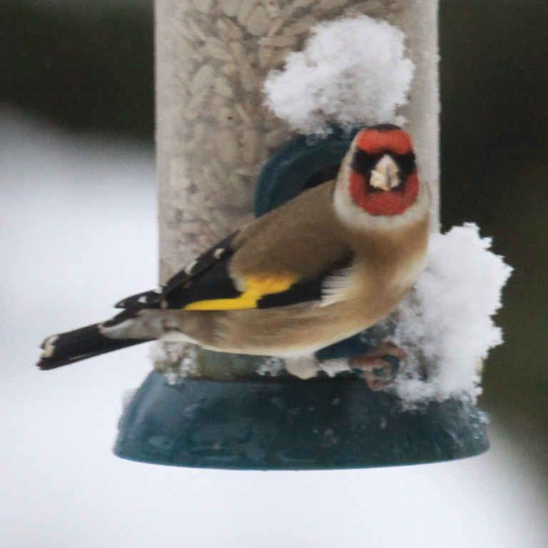 Goldfinches in the snow