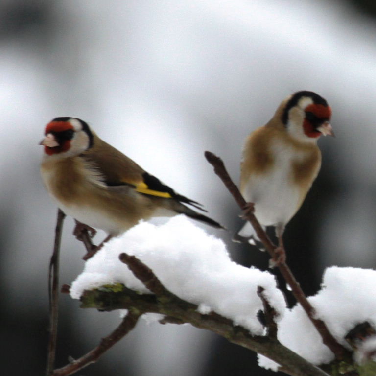 Goldfinch in the snow