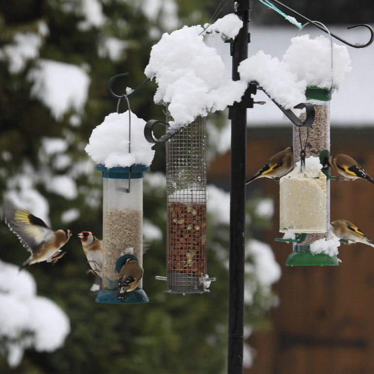 Goldfinch in the snow