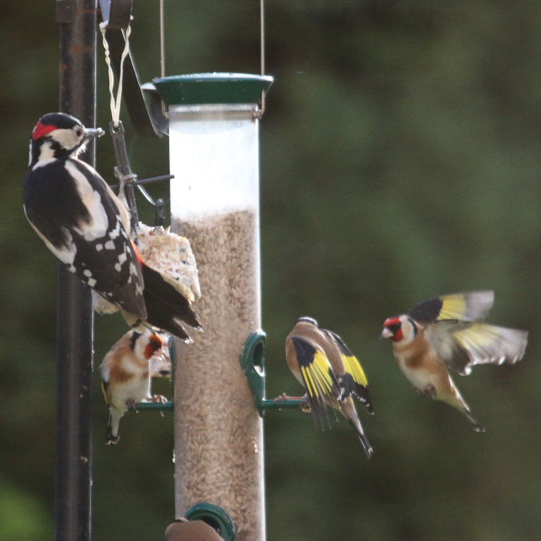 Goldfinches and Woodpecker