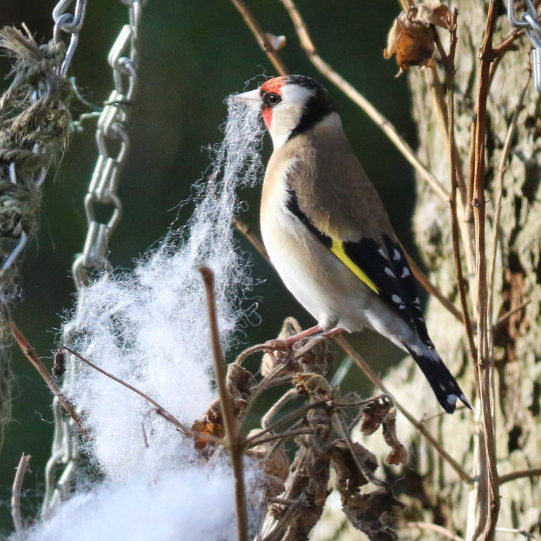 Goldfinch with nesting material