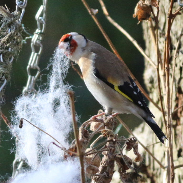Goldfinch with nesting material