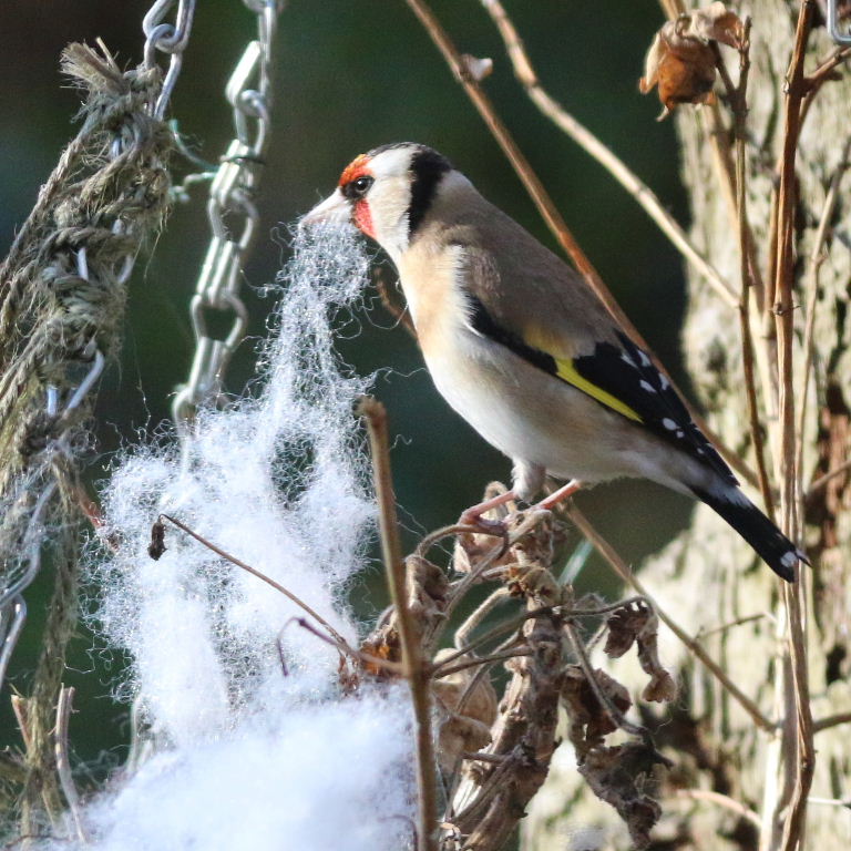Goldfinch with nesting material